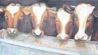 Koeien 40X70 (te koop)